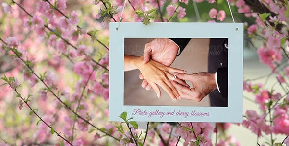 樱花盛开婚礼相册AE模板