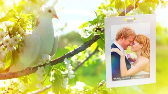 树上挂相片白鸽幻灯片AE模板