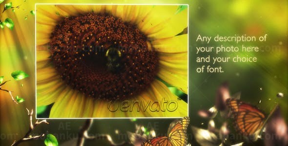 蝴蝶丛林背景展示图片视频AE模板