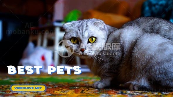 宠物图片视频幻灯片AE模板