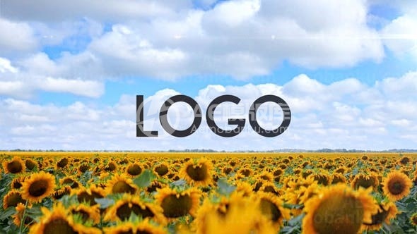 田野向日葵片头揭示标志AE模板